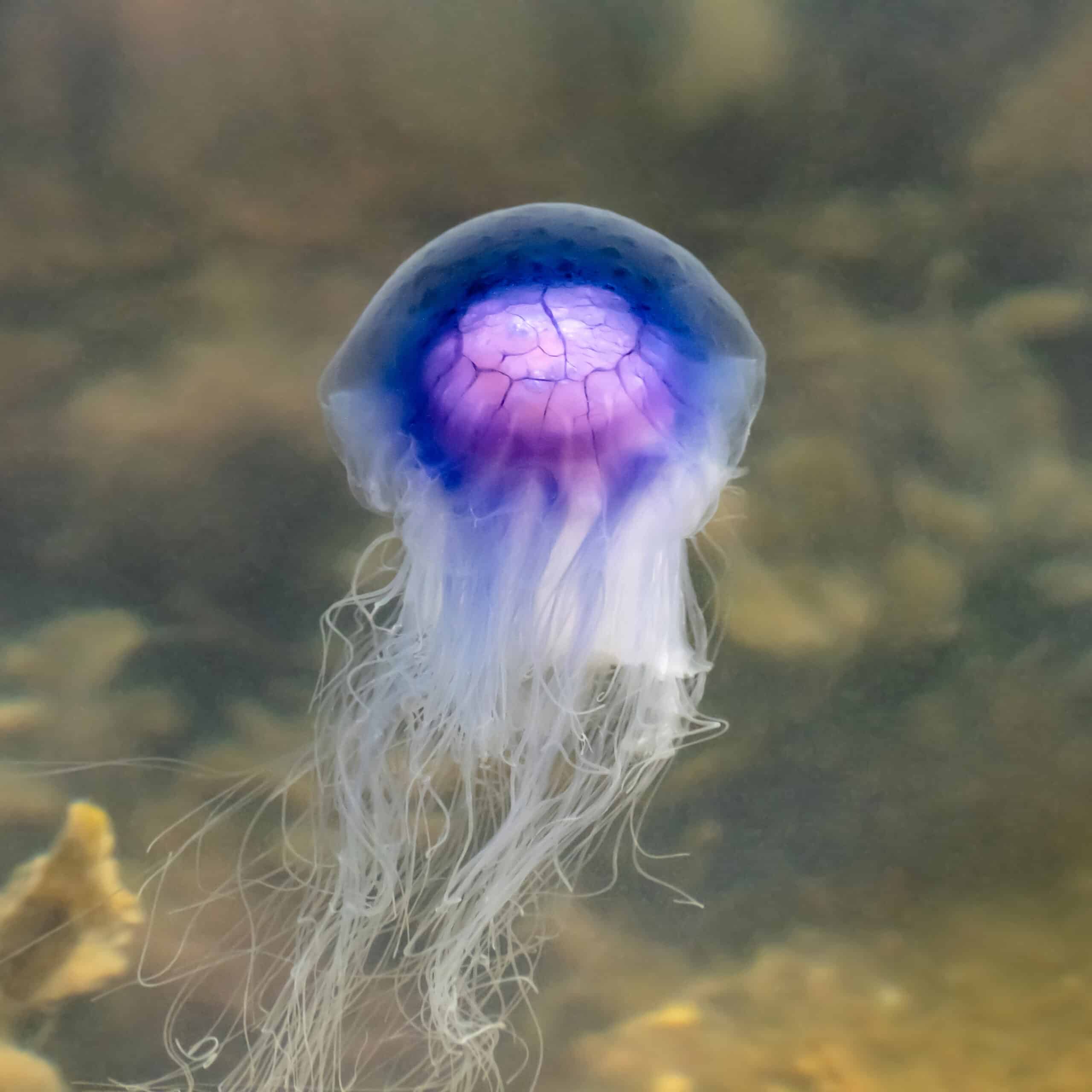 Blue jellyfish in Brofjorden at Sandvik 5 – cropped Blue jellyfish in Brofjorden at Sandvik 5 – cropped