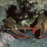Lobster