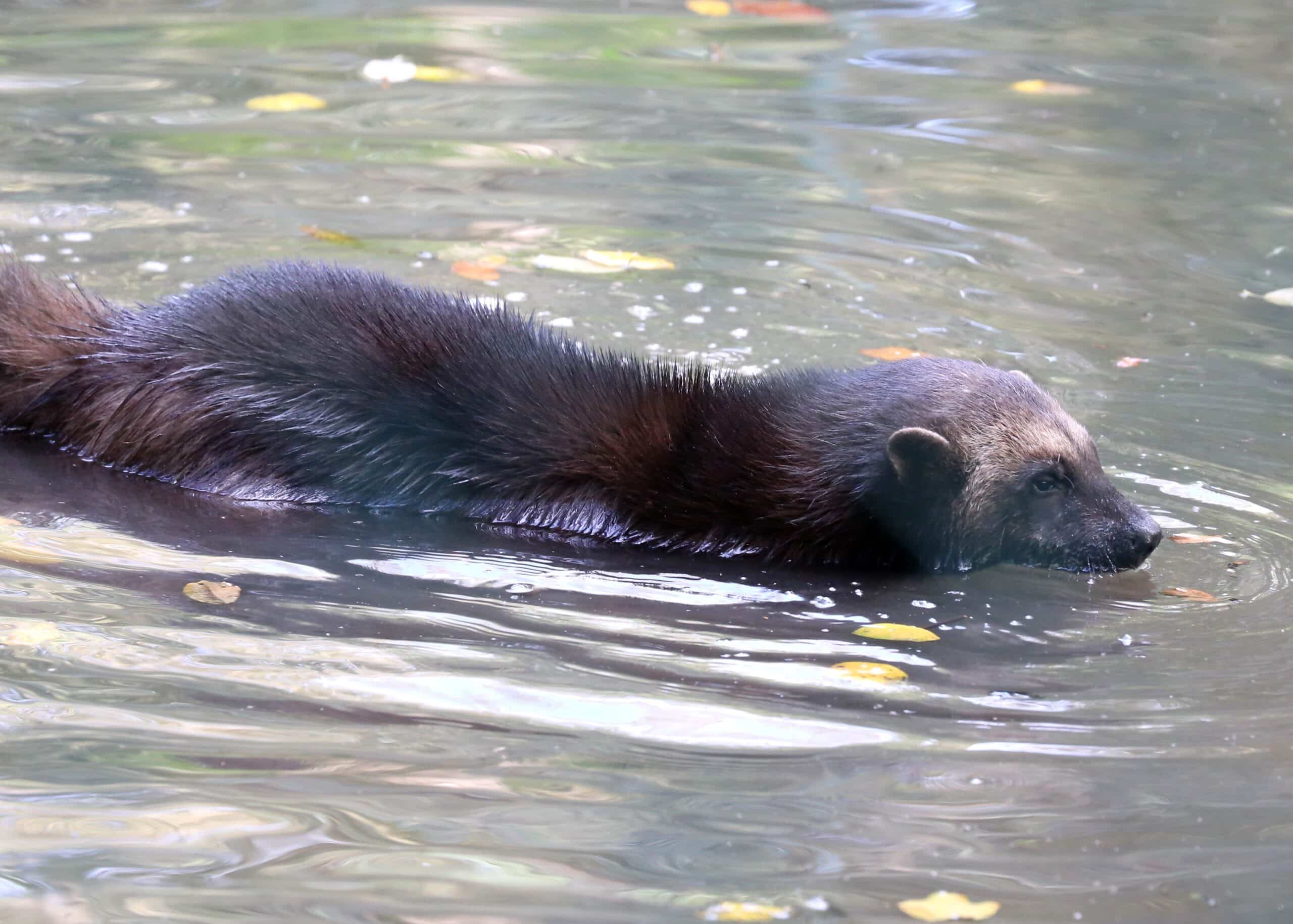 Vielfrass Gulo gulo Tierpark Hellabrunn-2 Vielfrass Gulo gulo Tierpark Hellabrunn-2
