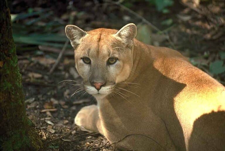 Florida panther Florida panther