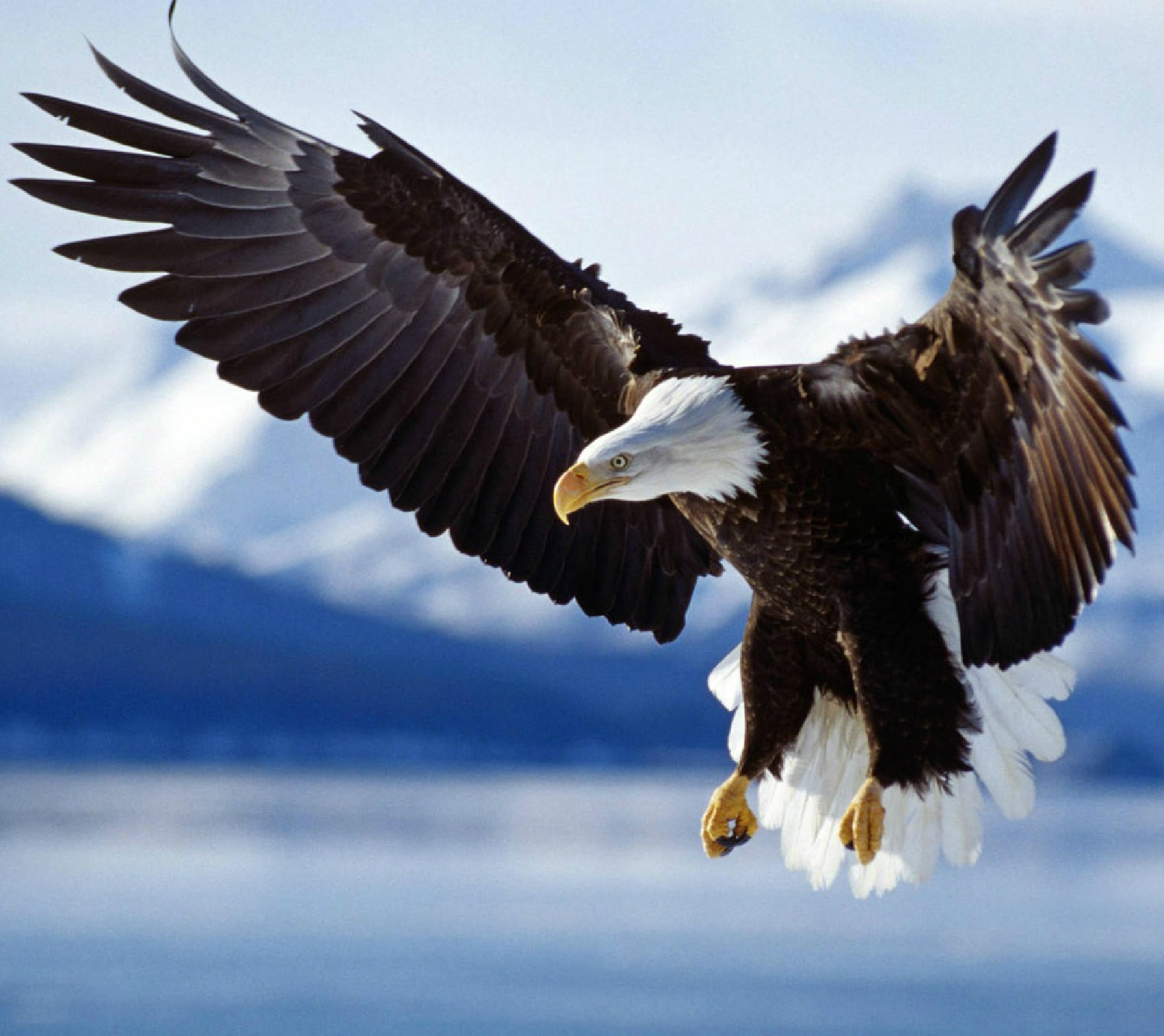 The Bald Eagle – Spreading the Wings The Bald Eagle – Spreading the Wings
