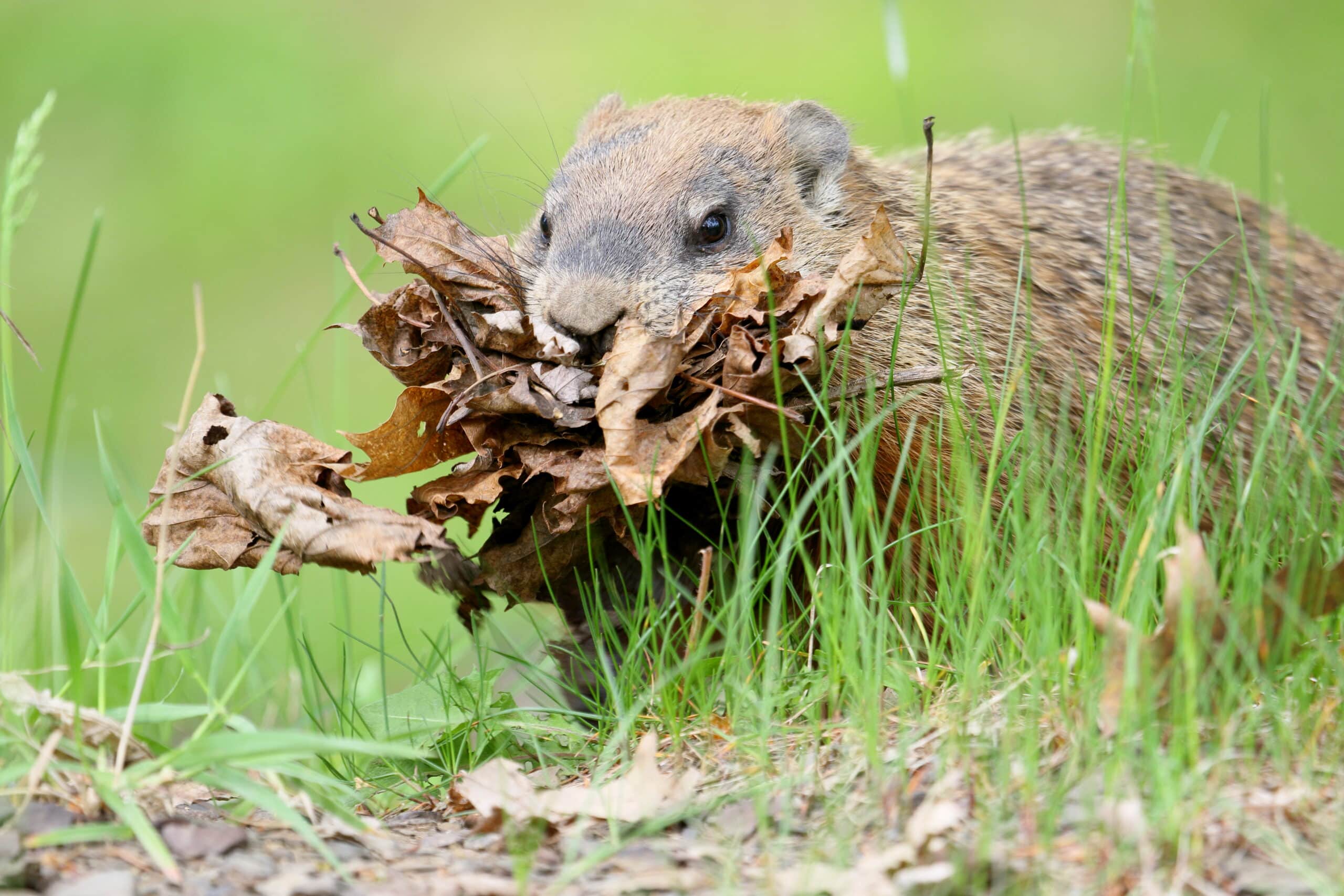 Marmota monax UL 09 Marmota monax UL 09