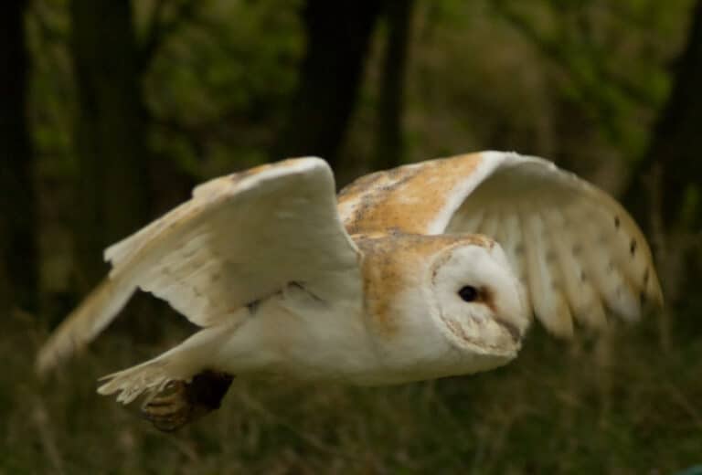 Barn Owl (Tyto Alba) Barn Owl (Tyto Alba)