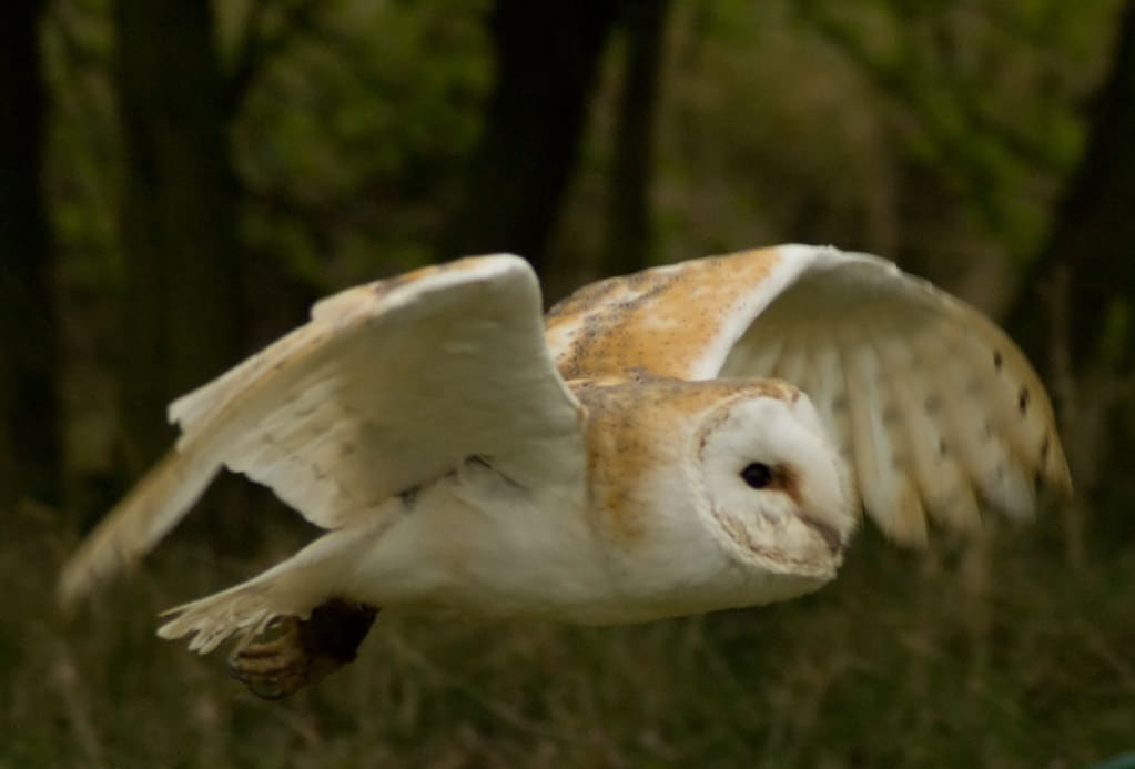 Barn Owl (Tyto Alba) Barn Owl (Tyto Alba)