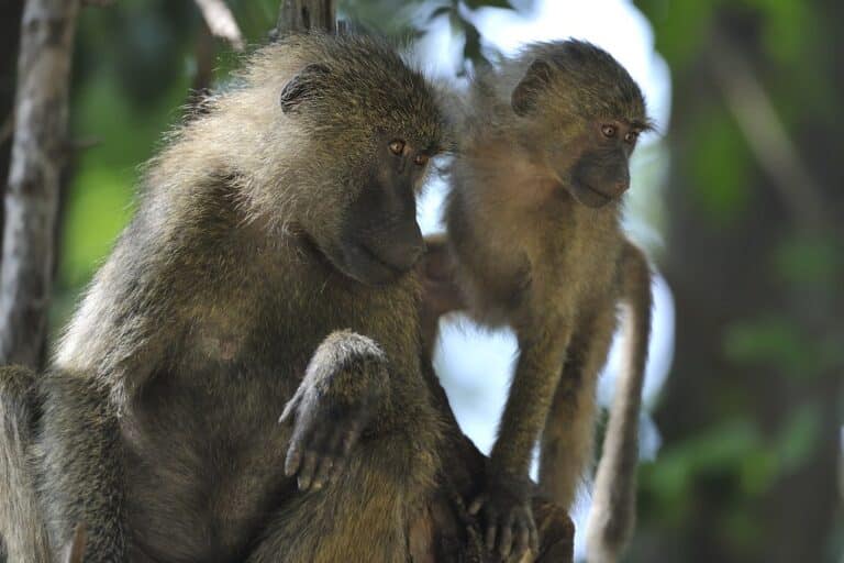 Baboon mother and baby Baboon mother and baby