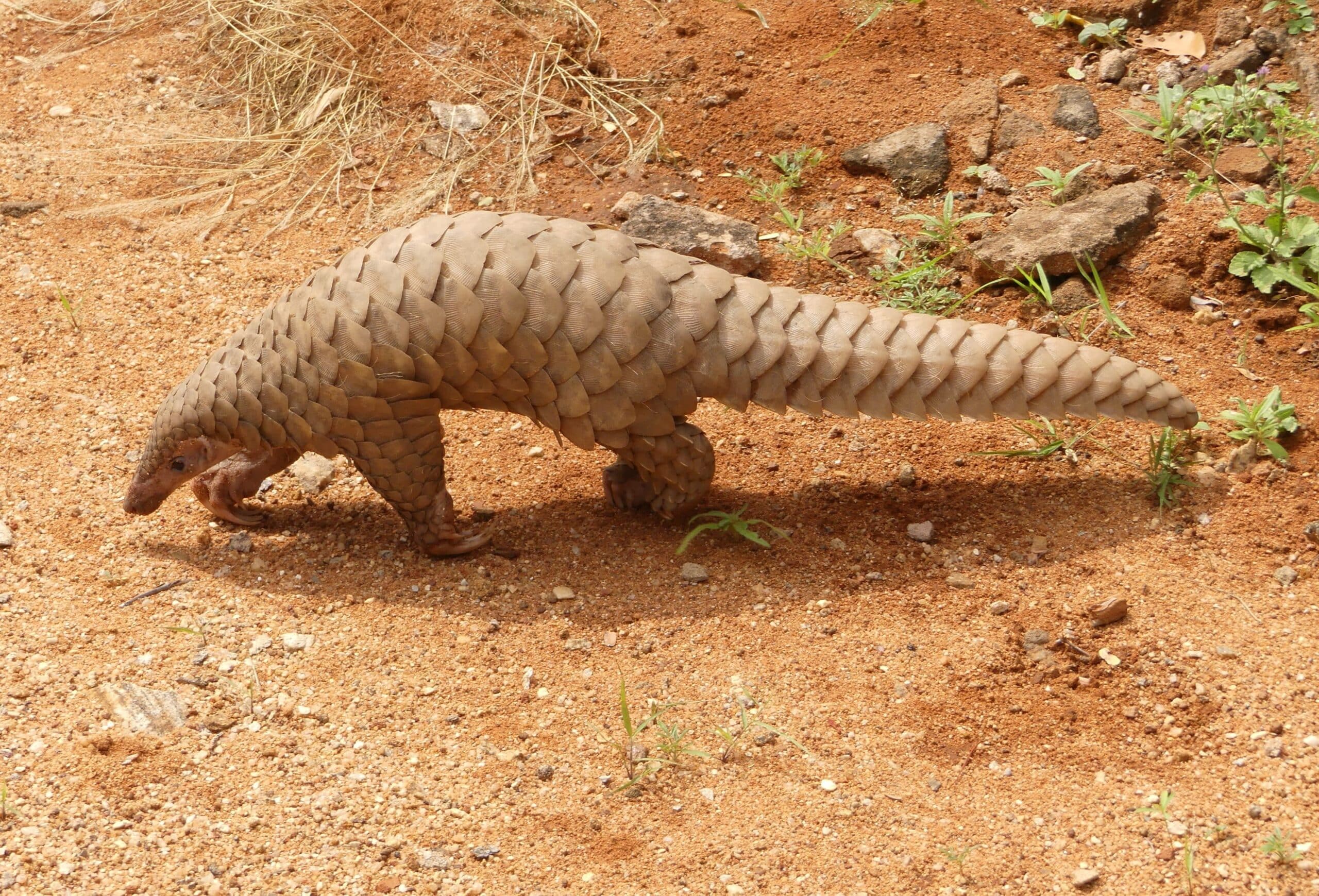 Pangolin brought to the Range office, KMTR AJTJ cropped