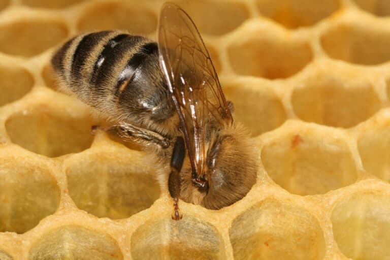 Apis mellifera carnica worker honeycomb 2