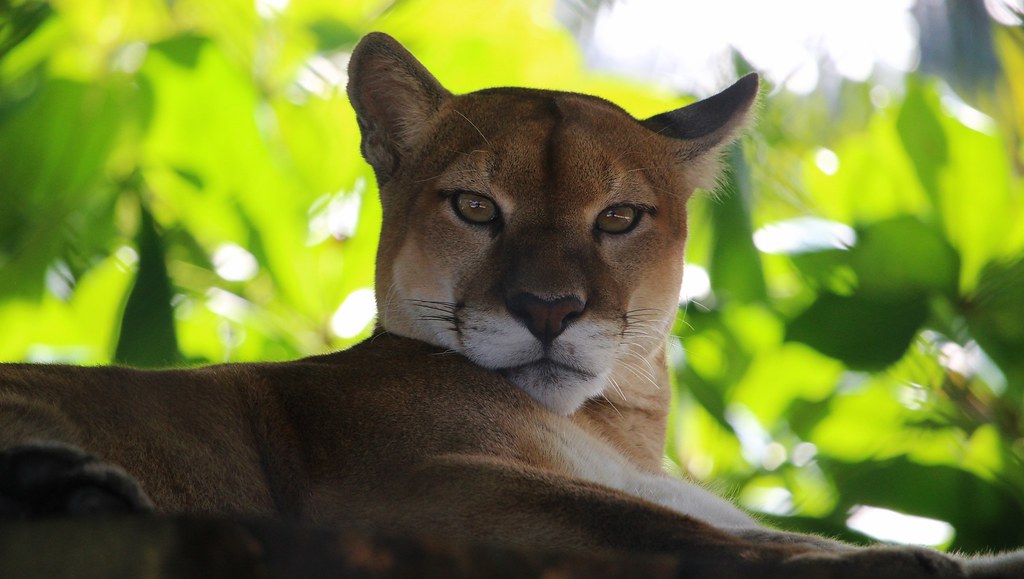 Gorgeous Panther Gorgeous Panther