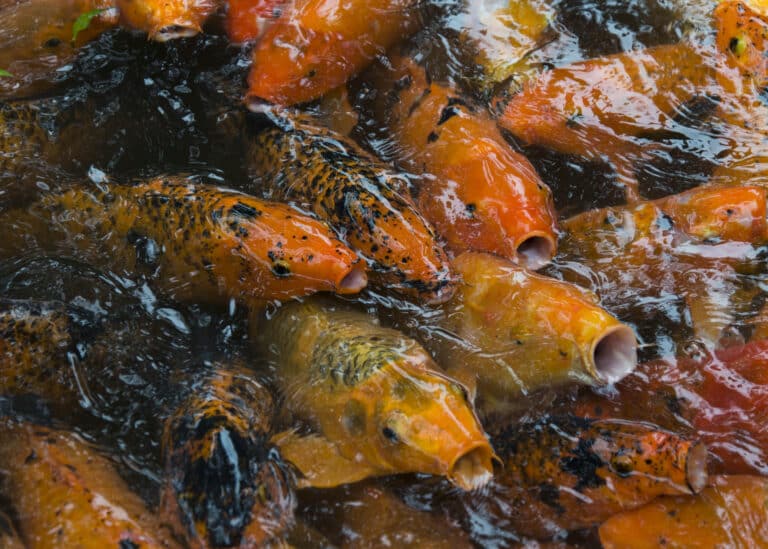 File:Hawaii Koi Fish (Unsplash).jpg File:Hawaii Koi Fish (Unsplash).jpg