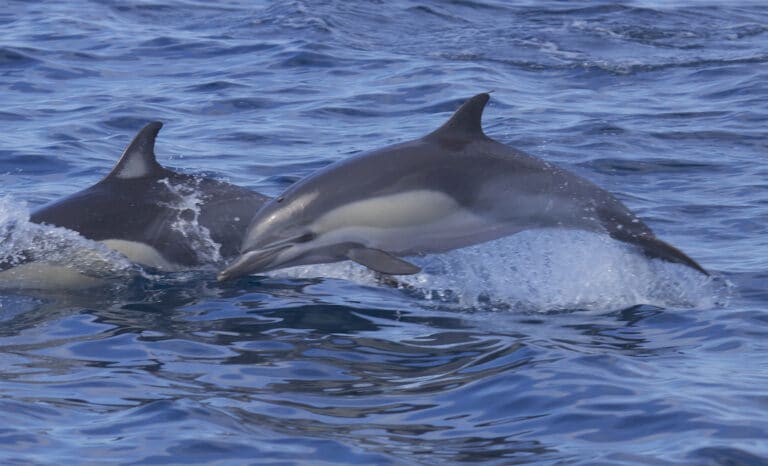 File:Short-beaked Common Dolphin (Delphinus delphis) (14825276609).jpg