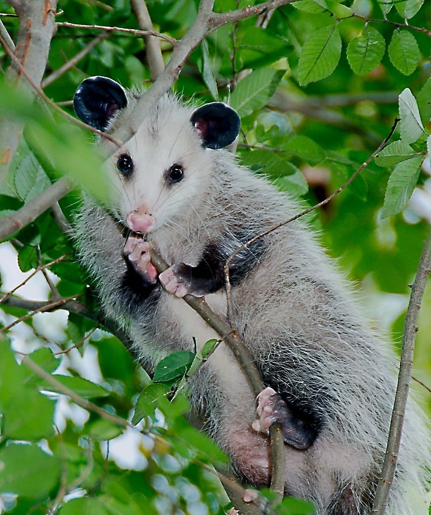 Virginia Opossum (Didelphis virginiana)_3_1 Virginia Opossum (Didelphis virginiana)_3_1