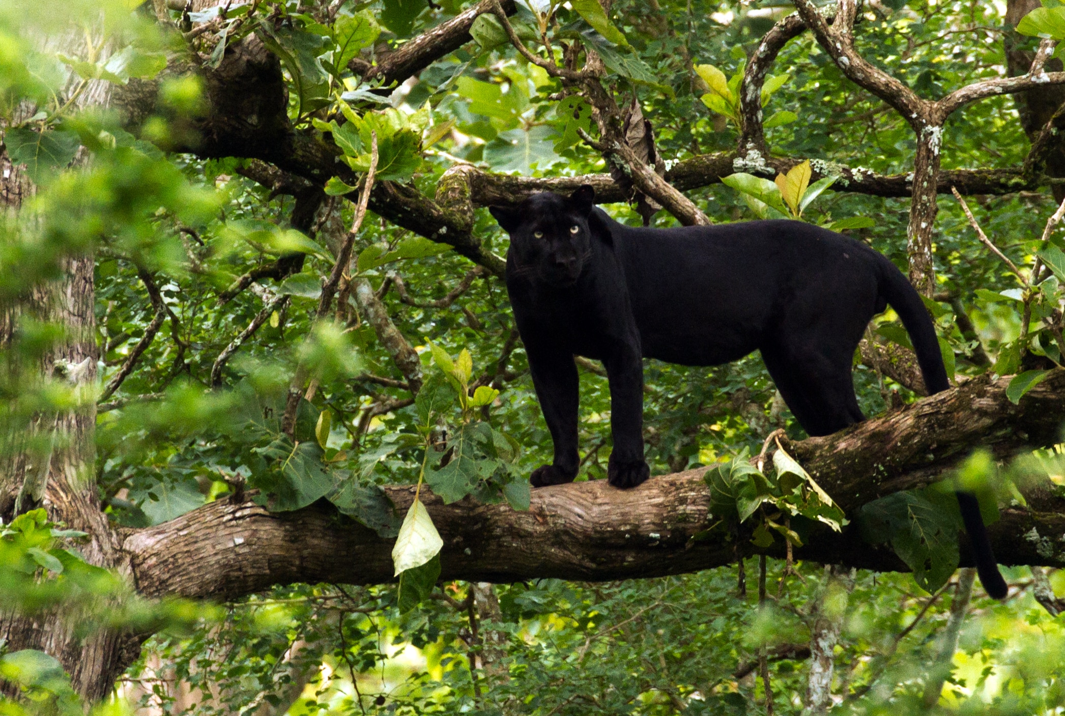 Black Panther – India Black Panther – India