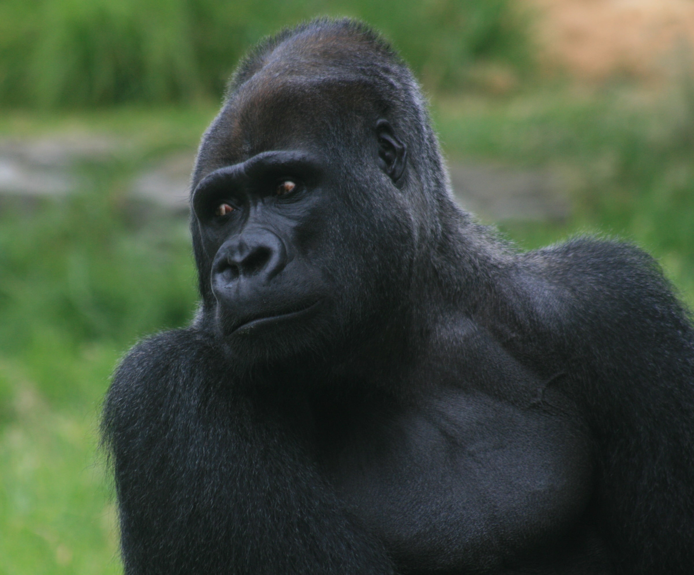Male silverback gorilla Male silverback gorilla