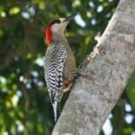 File:West Indian Woodpecker (Melanerpes superciliaris).jpg