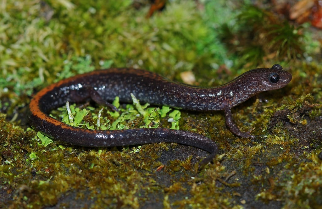 Southern Redback Salamander (Plethodon serratus) Southern Redback Salamander (Plethodon serratus)