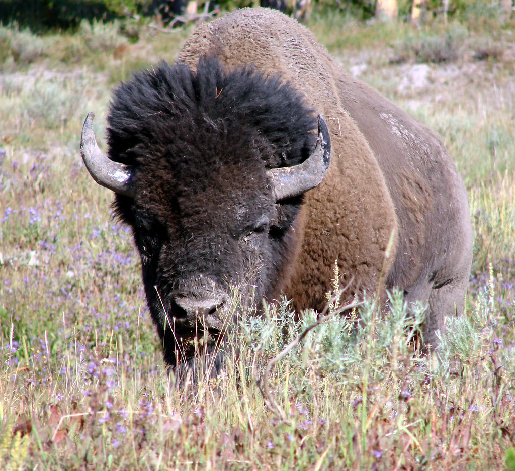 Wise Old Bison, Yellowstone, 2011 Wise Old Bison, Yellowstone, 2011