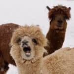 Alpaca