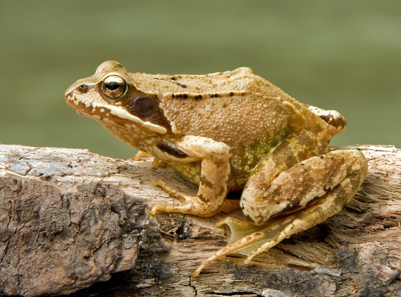 File:European Common Frog Rana temporaria (cropped).jpg File:European Common Frog Rana temporaria (cropped).jpg
