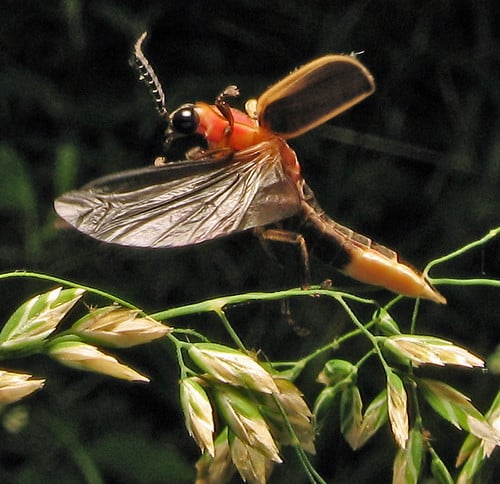 firefly 0602 firefly 0602