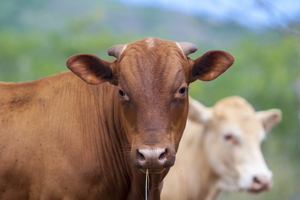 cow