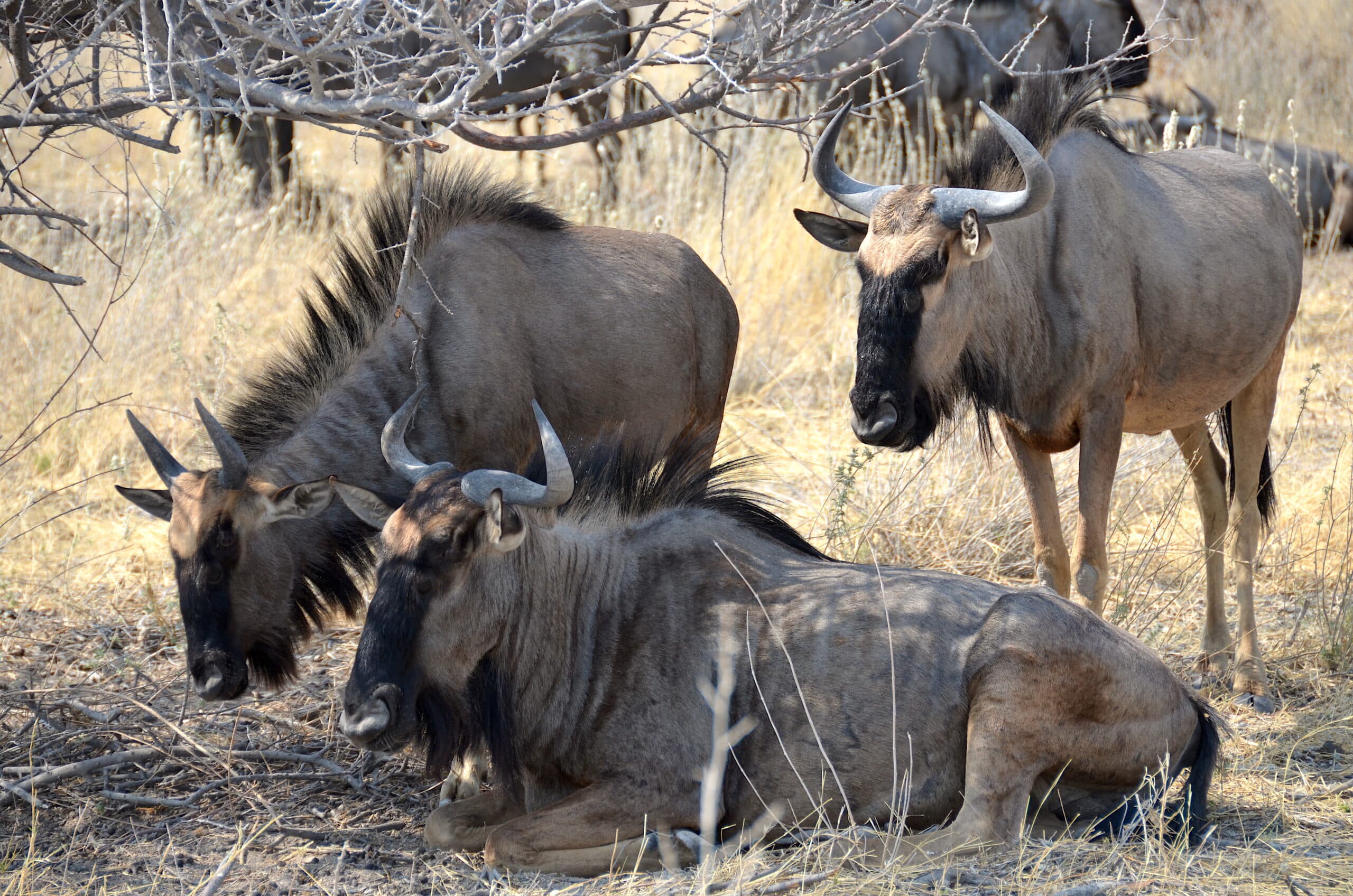 Blue wildebeest at Etosha National Park Blue wildebeest at Etosha National Park