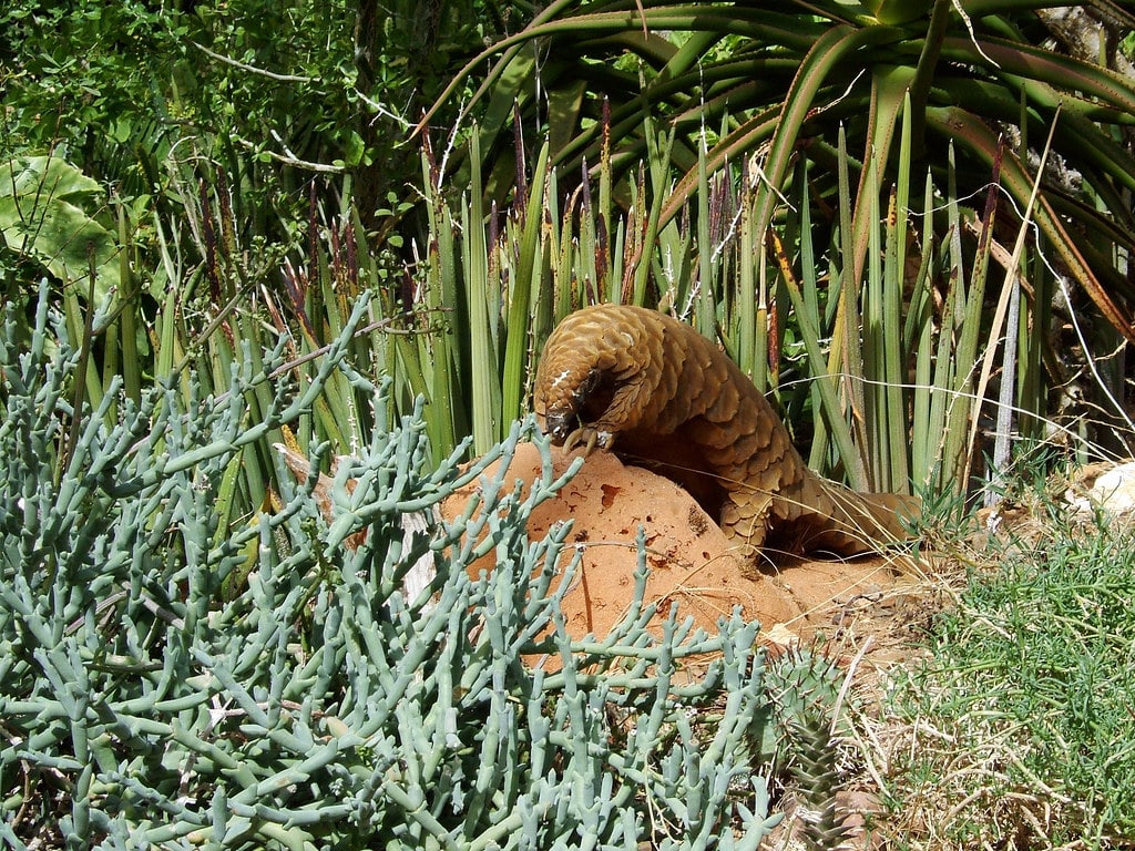 Pangolin at Kirstenbosch