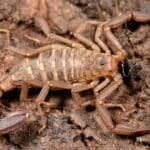 Arachnida, Scorpiones, F Vaejovidae, Pseudouroctonus or Serradigitus?? (3406423112)