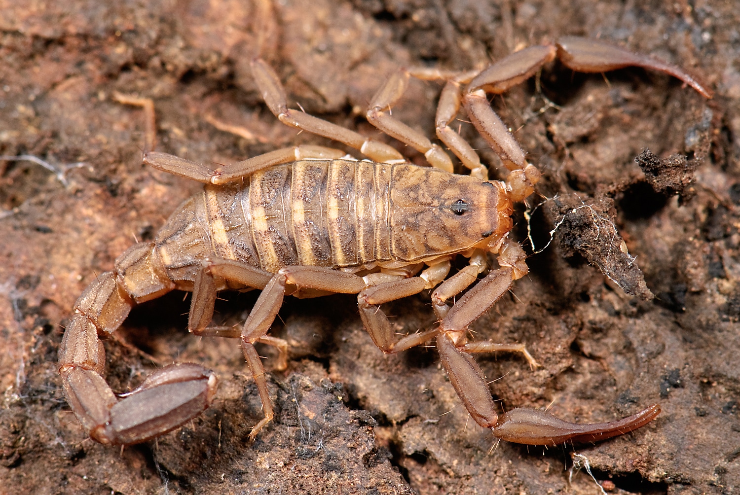 Arachnida, Scorpiones, F Vaejovidae, Pseudouroctonus or Serradigitus?? (3406423112) Arachnida, Scorpiones, F Vaejovidae, Pseudouroctonus or Serradigitus?? (3406423112) Scorpion