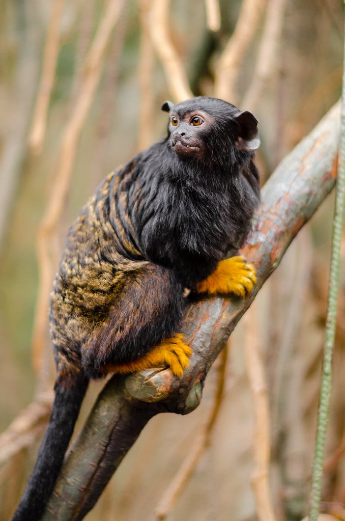 Red-handed tamarin