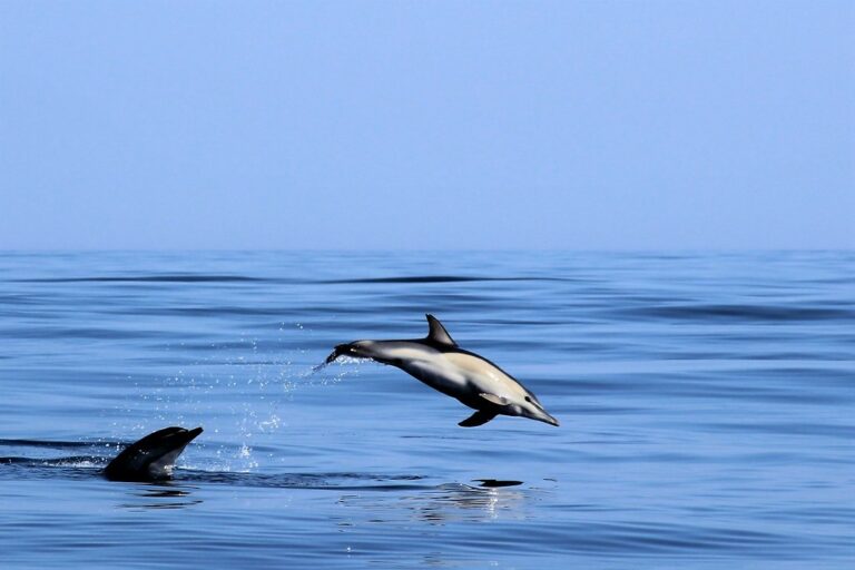 Dauphins commun / Common dolphin (Delphinus delphis)