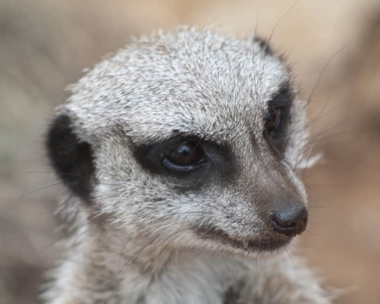 Portrait of a Meerkat