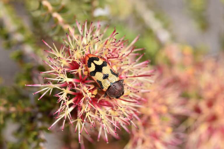 Jewel beetle Castiarina simulata ssp. phryne on Beaufortia bicolor