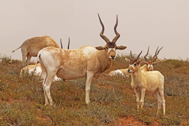 Addax (Addax nasomaculatus) adult male and juvenile Addax (Addax nasomaculatus) adult male and juvenile Addax