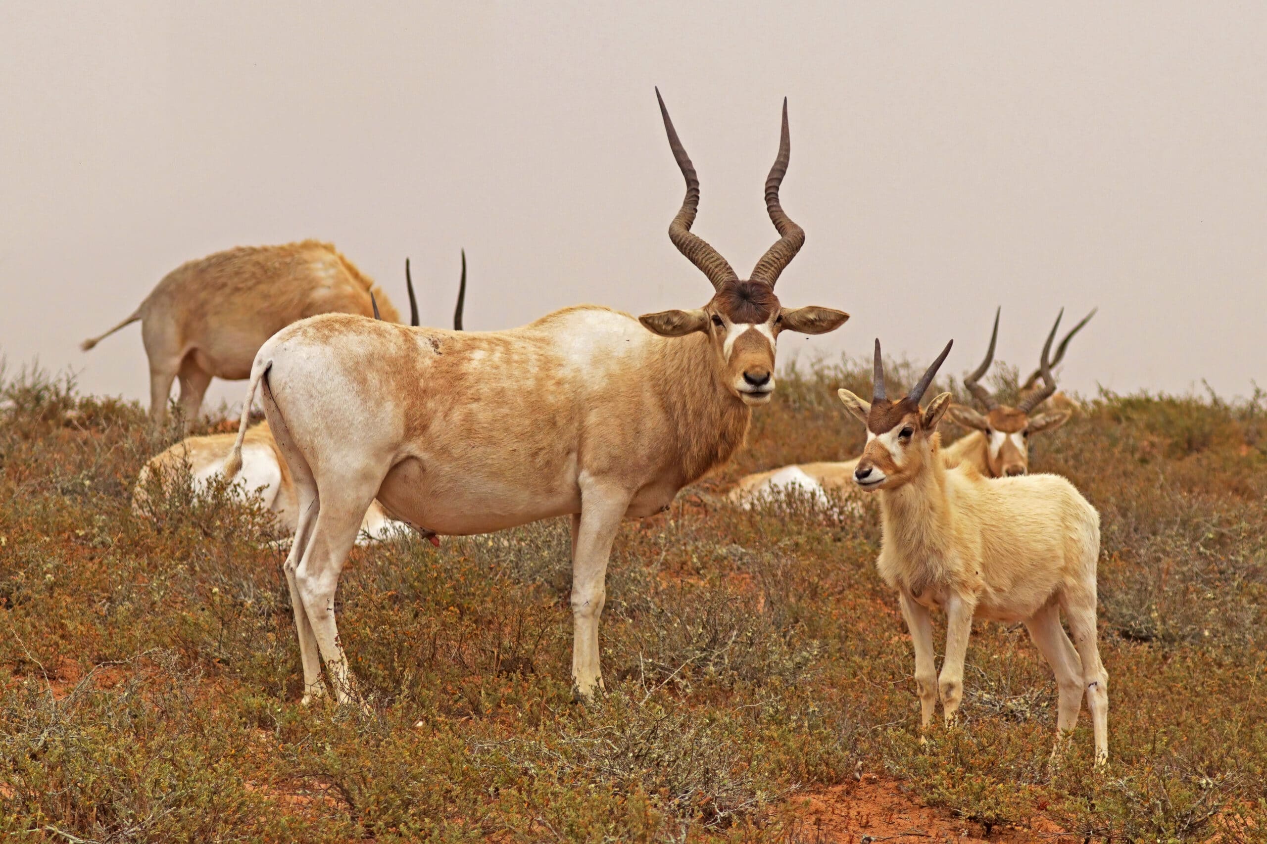 Addax (Addax nasomaculatus) adult male and juvenile Addax (Addax nasomaculatus) adult male and juvenile Addax