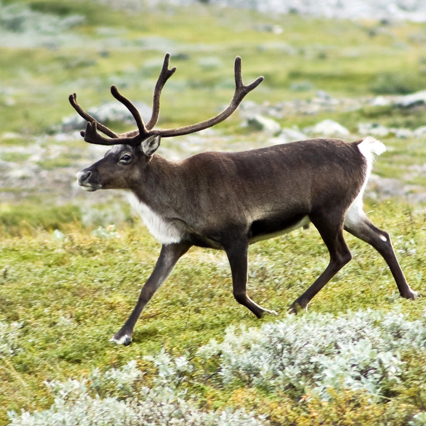 File:20070818-0001-strolling reindeer-2.jpg File:20070818-0001-strolling reindeer-2.jpg