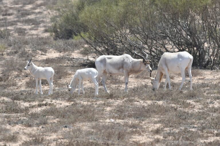 Addax nasomaculatus 290501482 Addax nasomaculatus 290501482
