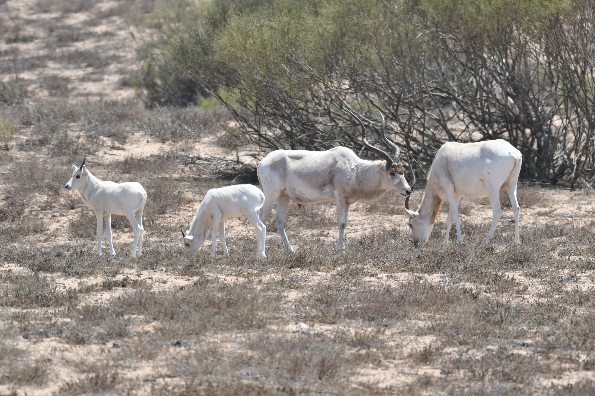 Addax nasomaculatus 290501482 Addax nasomaculatus 290501482