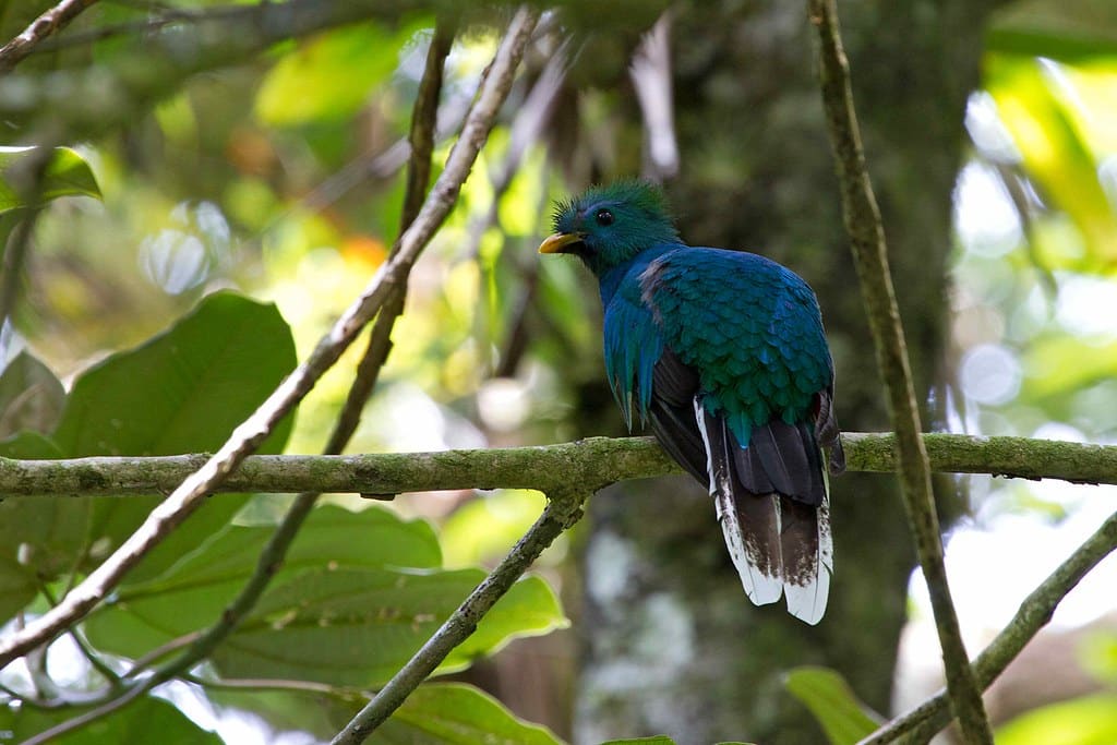 Resplendent Quetzal – Pharomachrus mocinno