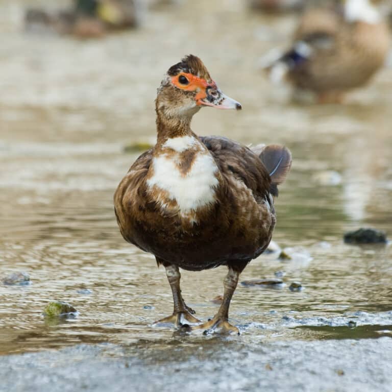 File:Muscovy Duck – Cairina moschata 2.jpg File:Muscovy Duck – Cairina moschata 2.jpg