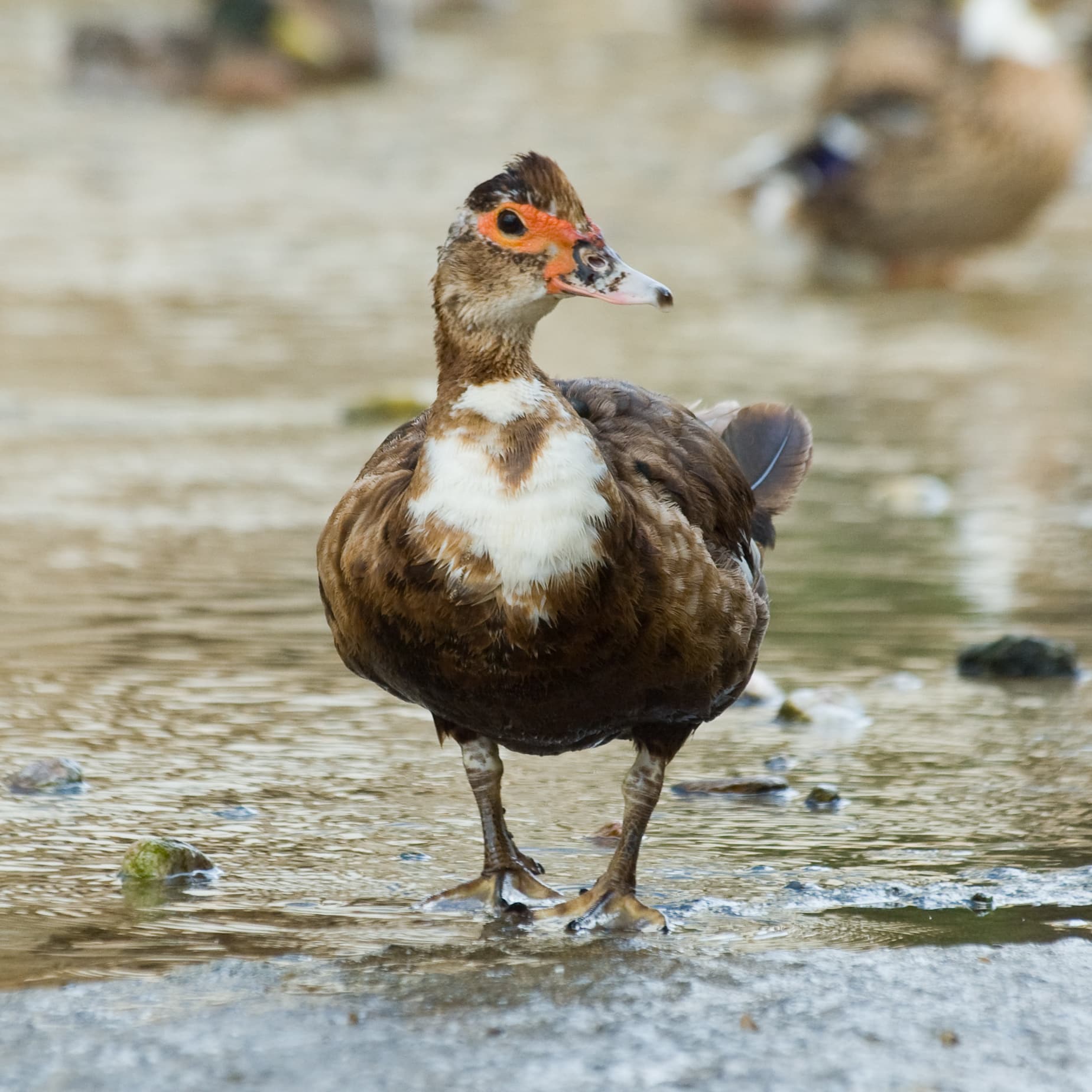 File:Muscovy Duck – Cairina moschata 2.jpg File:Muscovy Duck – Cairina moschata 2.jpg