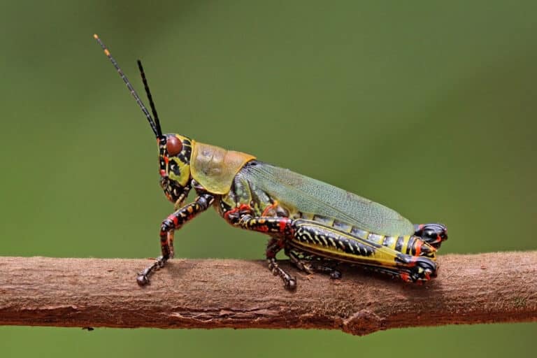 File:Variegated grasshopper (Zonocerus variegatus).jpg