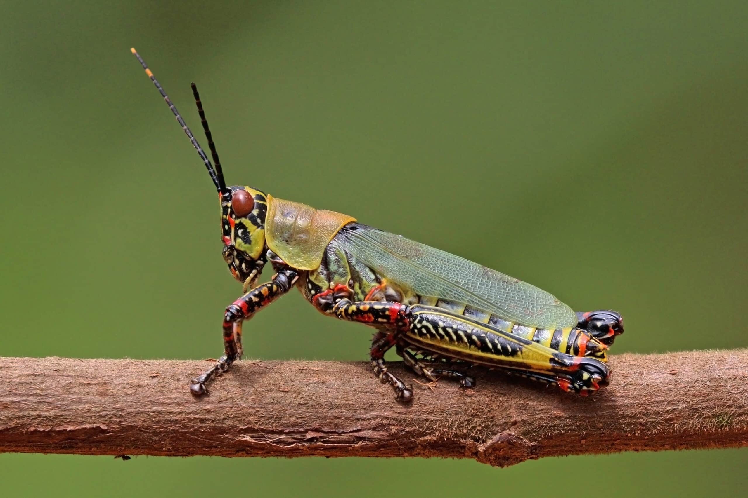 File:Variegated grasshopper (Zonocerus variegatus).jpg