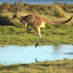 Kangaroo