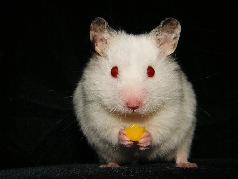 John the hamster