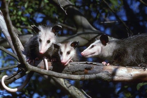 Virginia opossums (didelphis virginiana) Virginia opossums (didelphis virginiana)