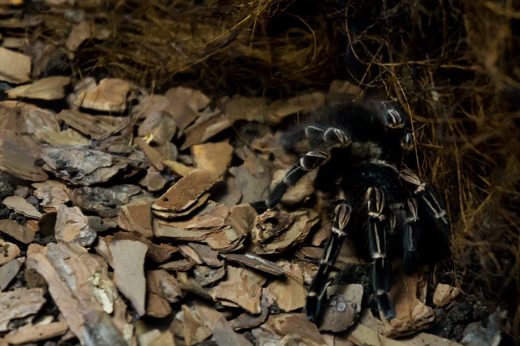 Costa Rican zebra tarantula