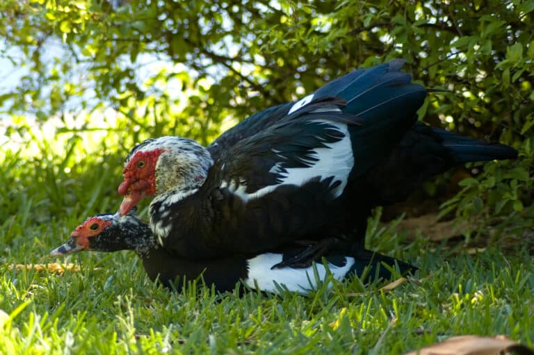 Cairina moschata reproduction Cairina moschata reproduction