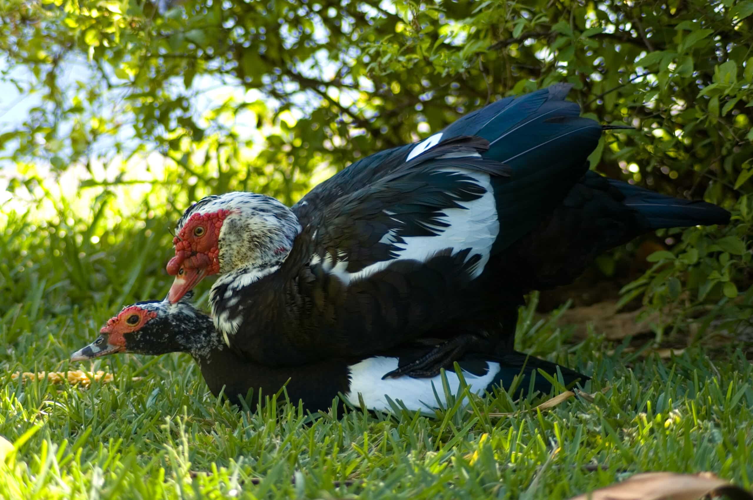 Cairina moschata reproduction Cairina moschata reproduction