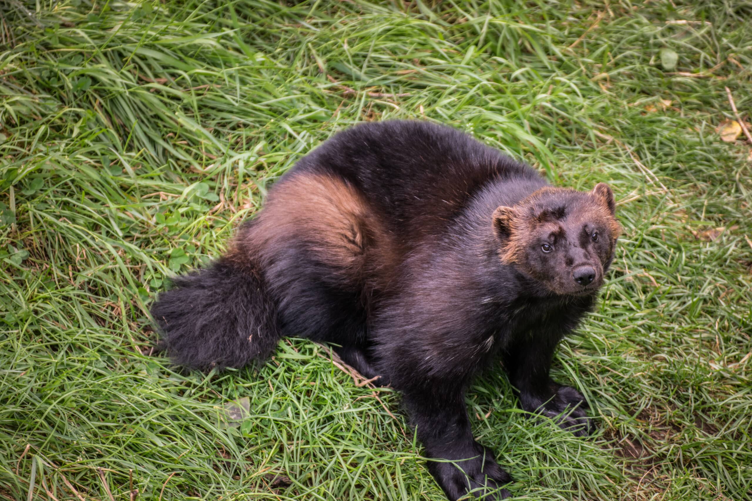 2016-09 zoo sauvage de Saint-Félicien – Gulo gulo 2016-09 zoo sauvage de Saint-Félicien – Gulo gulo