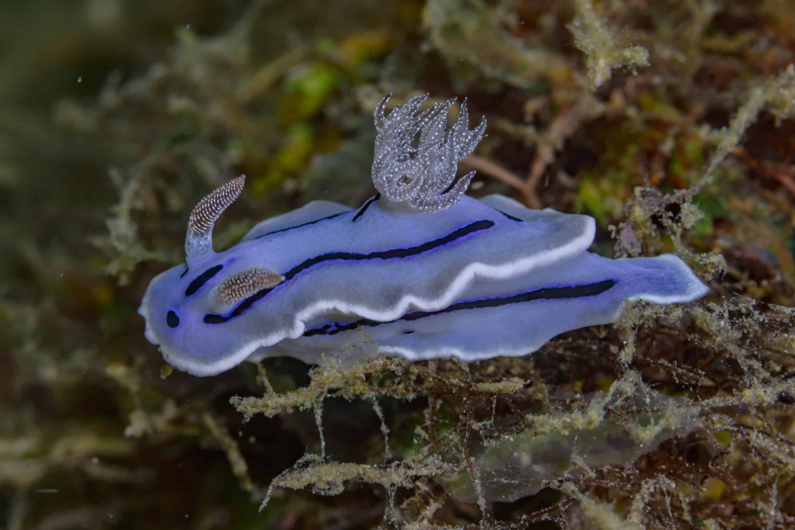 Babosa de mar (Chromodoris willani), Anilao, Filipinas, 2023-08-24, DD 34 Babosa de mar (Chromodoris willani), Anilao, Filipinas, 2023-08-24, DD 34 Chromodoris Willani